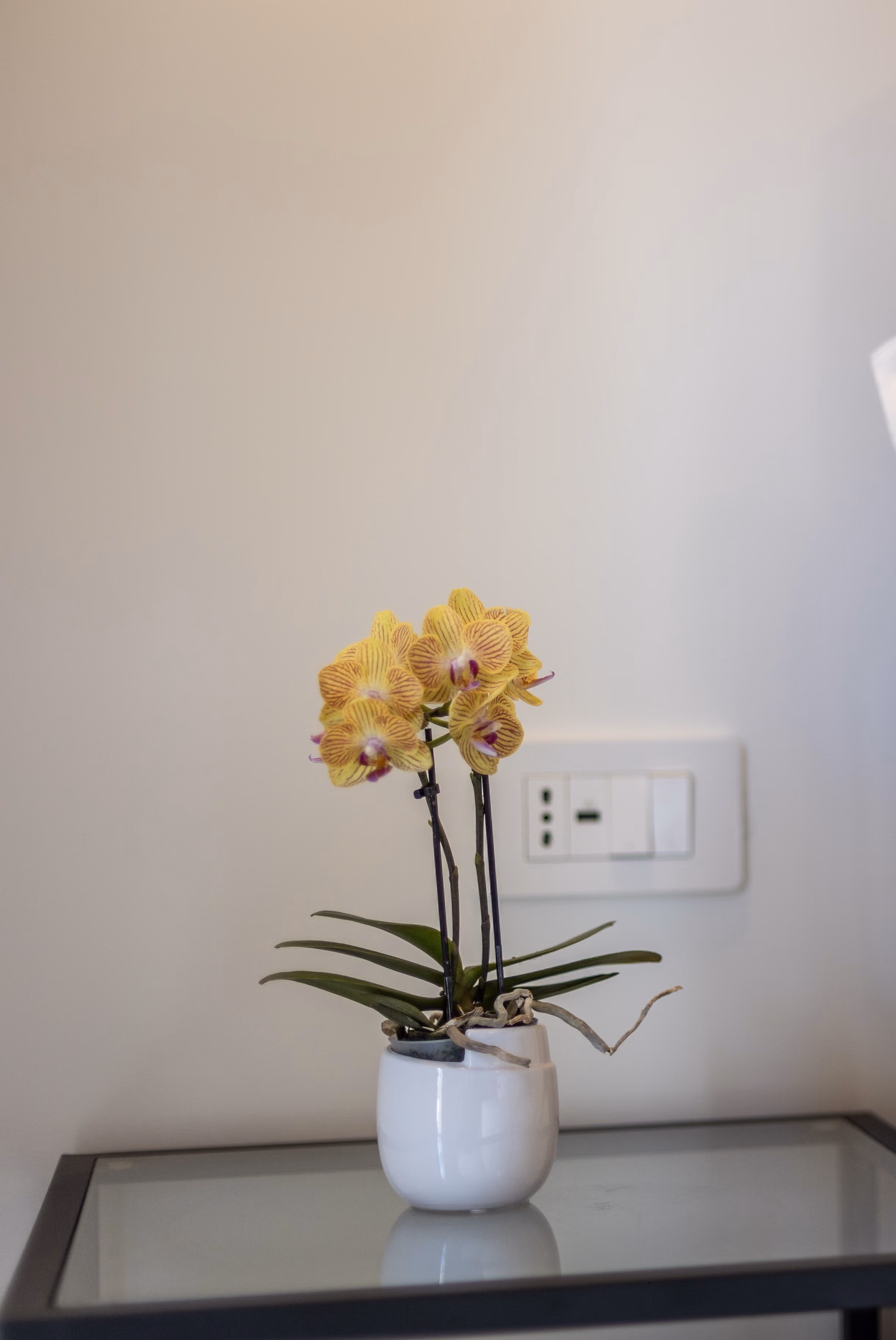Immagine vaso di fiori